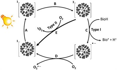 Application of Fullerenes as Photosensitizers for Antimicrobial Photodynamic Inactivation: A Review